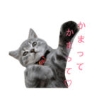 ブリティッシュのりんちゃん（個別スタンプ：16）
