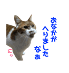むぎとおはぎのキモチ（個別スタンプ：16）