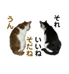 むぎとおはぎのキモチ（個別スタンプ：19）