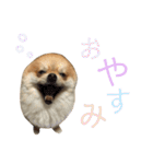 ハイパーこた（個別スタンプ：4）