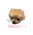 ハイパーこた（個別スタンプ：6）