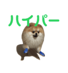 ハイパーこた（個別スタンプ：15）