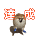 ハイパーこた（個別スタンプ：16）