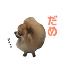 ハイパーこた（個別スタンプ：18）