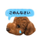 まめた、ここちゃん、たまににこちゃん（個別スタンプ：11）