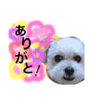 まめた、ここちゃん、たまににこちゃん（個別スタンプ：13）