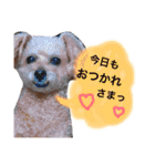 まめた、ここちゃん、たまににこちゃん（個別スタンプ：14）