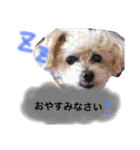 まめた、ここちゃん、たまににこちゃん（個別スタンプ：15）