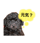 まめた、ここちゃん、たまににこちゃん（個別スタンプ：17）