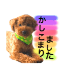 まめた、ここちゃん、たまににこちゃん（個別スタンプ：21）