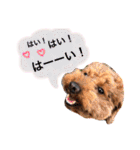 まめた、ここちゃん、たまににこちゃん（個別スタンプ：22）