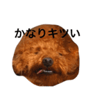 まめた、ここちゃん、たまににこちゃん（個別スタンプ：25）