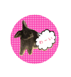 うさぎのラフくん（個別スタンプ：6）