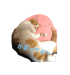 ねこのとら（個別スタンプ：1）