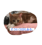 ねこのとら（個別スタンプ：3）