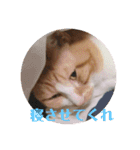 ねこのとら（個別スタンプ：4）