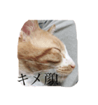 ねこのとら（個別スタンプ：5）