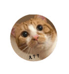 ねこのとら（個別スタンプ：6）