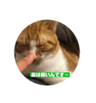ねこのとら（個別スタンプ：8）