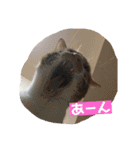 ねこのとら（個別スタンプ：9）