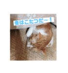 ねこのとら（個別スタンプ：10）
