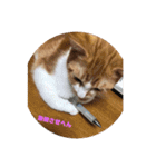 ねこのとら（個別スタンプ：11）