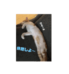 ねこのとら（個別スタンプ：12）