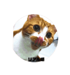 ねこのとら（個別スタンプ：13）