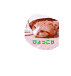 ねこのとら（個別スタンプ：14）