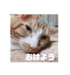 ねこのとら（個別スタンプ：15）