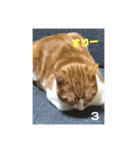 ねこのとら（個別スタンプ：16）