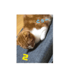 ねこのとら（個別スタンプ：17）