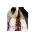 ねこのとら（個別スタンプ：19）