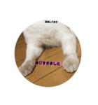 ねこのとら（個別スタンプ：20）