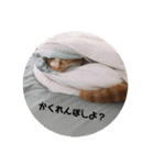 ねこのとら（個別スタンプ：21）