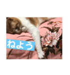 ねこのとら（個別スタンプ：23）
