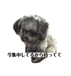 くろみさん（個別スタンプ：5）