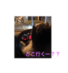 ワンニャンコ part1（個別スタンプ：1）