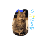 ワンニャンコ part1（個別スタンプ：4）