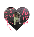 ワンニャンコ part1（個別スタンプ：5）