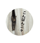 ワンニャンコ part1（個別スタンプ：8）