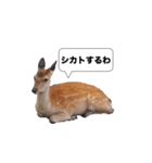 鹿スタンプ（個別スタンプ：3）