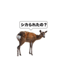 鹿スタンプ（個別スタンプ：4）