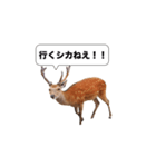 鹿スタンプ（個別スタンプ：5）