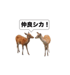 鹿スタンプ（個別スタンプ：6）