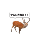 鹿スタンプ（個別スタンプ：8）