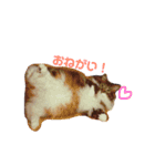 ノルウェージャンフォレストキャットrouis（個別スタンプ：10）