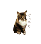 ノルウェージャンフォレストキャットrouis（個別スタンプ：12）