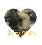 かわいいウーパールーパー スタンプ（個別スタンプ：1）