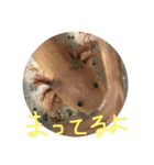 かわいいウーパールーパー スタンプ（個別スタンプ：3）